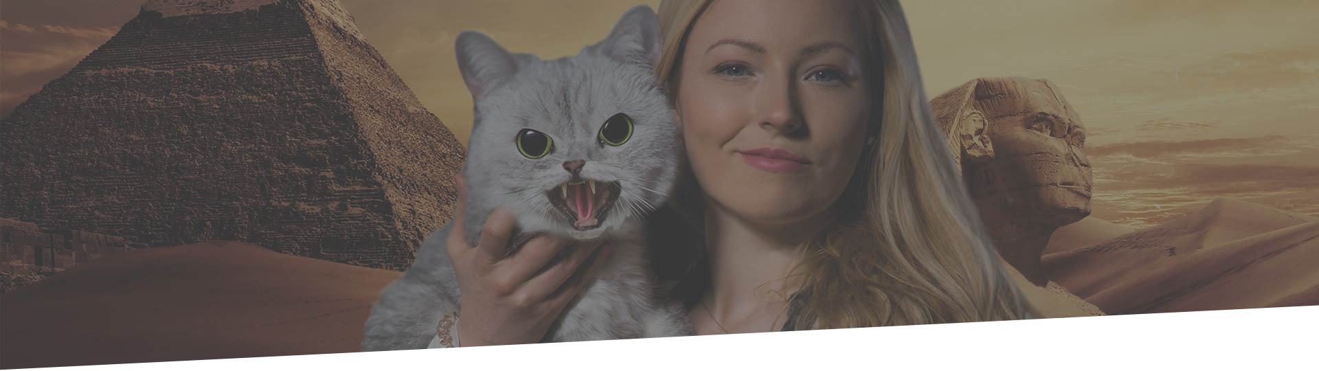 Cat room Operation Pussycat Nienburg